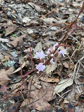 Imagem de Dicerandra odoratissima R. M. Harper