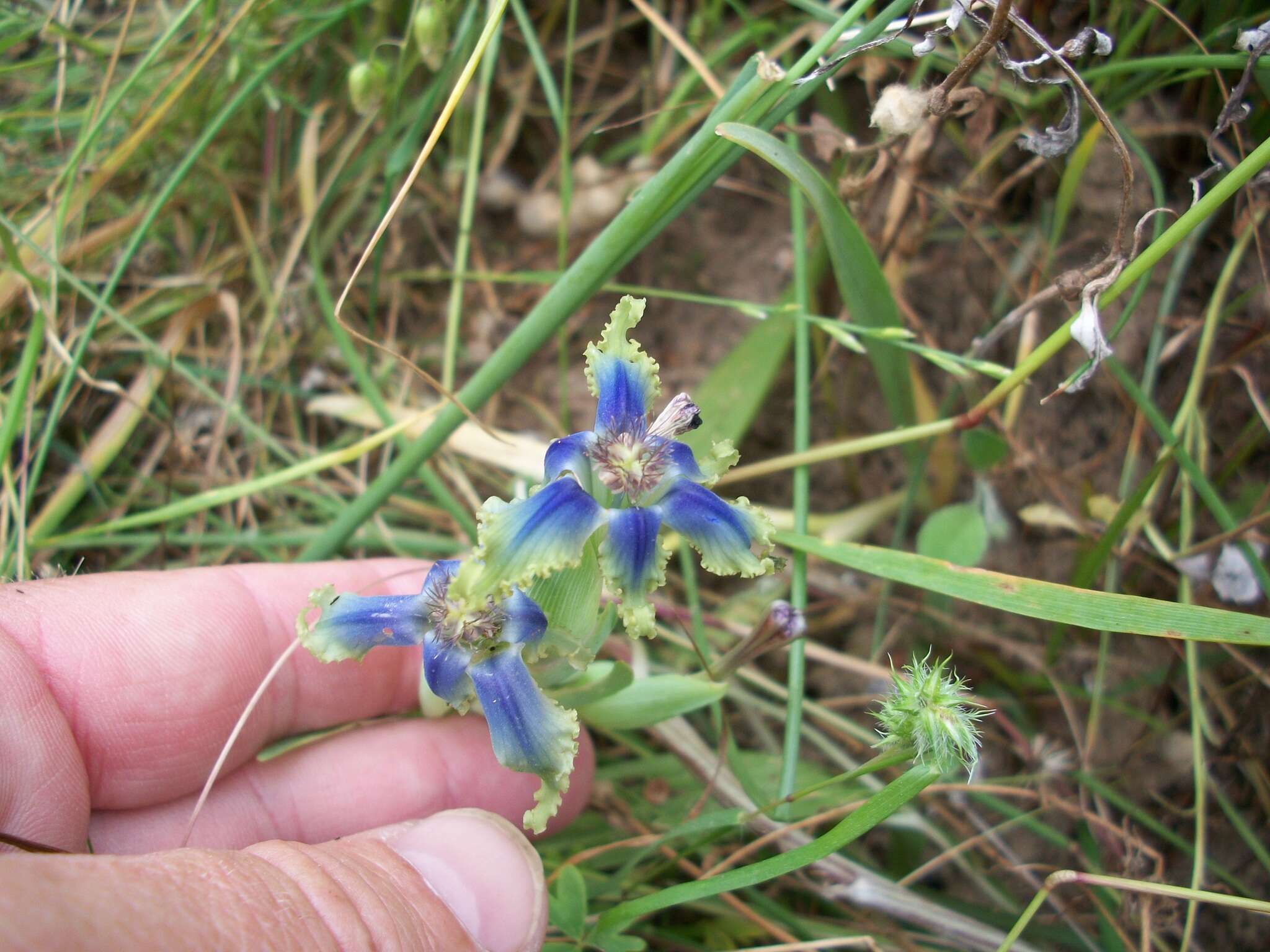 Image of Ferraria uncinata Sweet