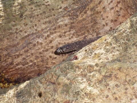 Image of Smith's Tropical Night Lizard