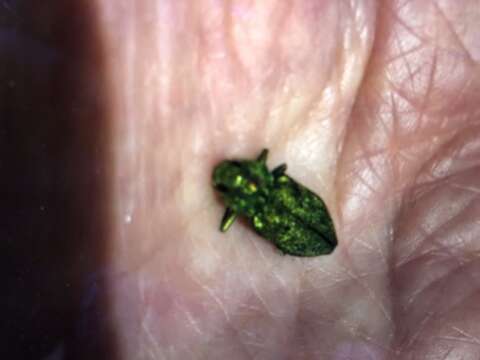 Image of Western Cedar Borer