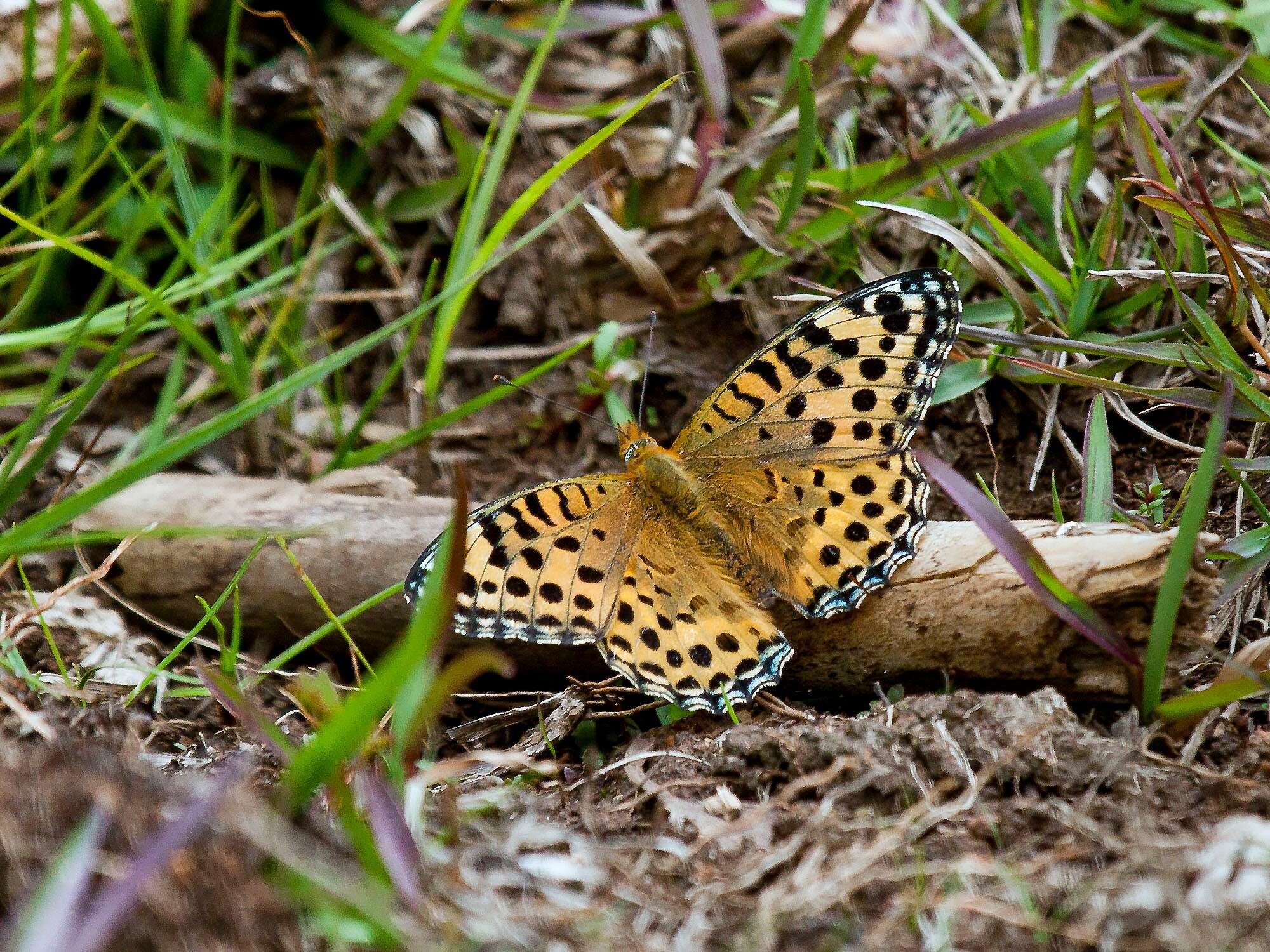 Sivun Argynnis castetsi kuva