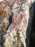 Image of wart lichen