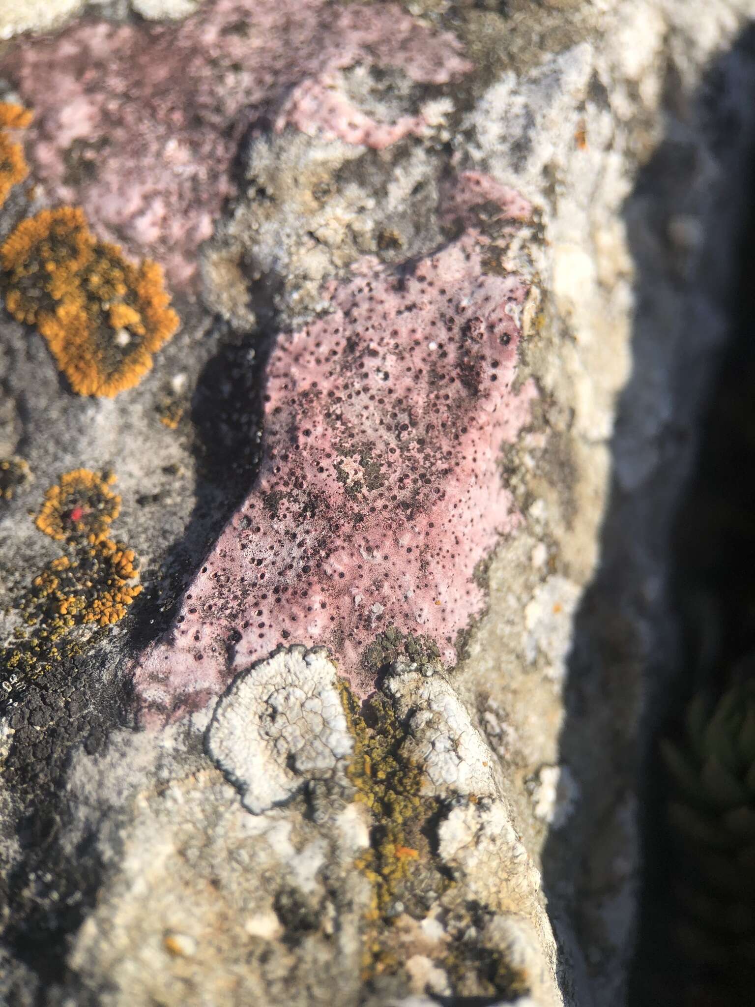 Image of wart lichen