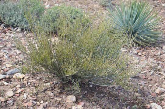 Image of California Ephedra