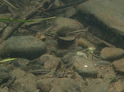 Image of Australian carp-gudgeon