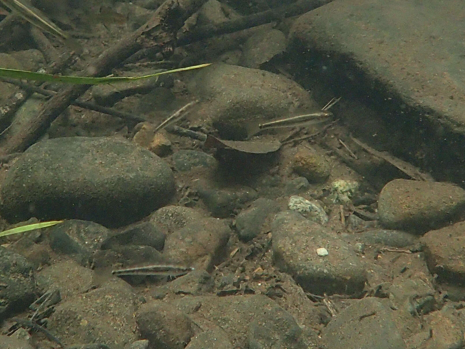 Image of Australian carp-gudgeon