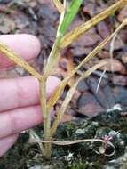 Image of Durban crowfoot grass