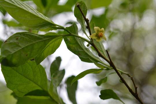 Image of Physalis campechiana L.