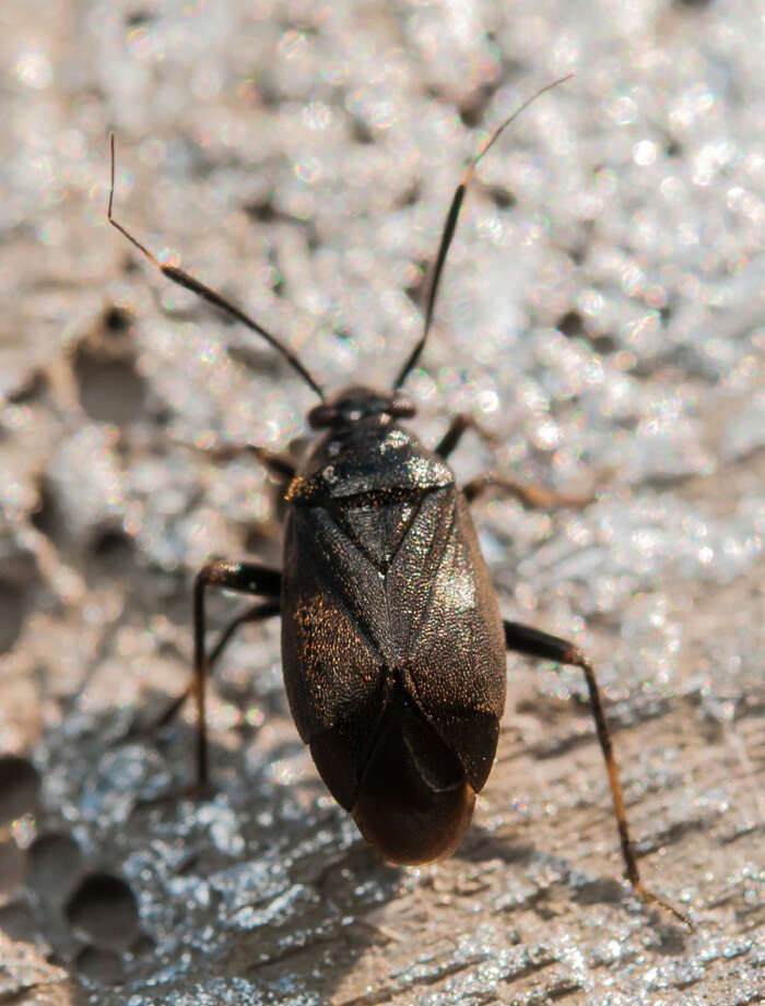 Imagem de Capsus wagneri Remane 1950