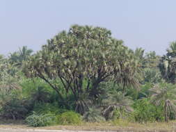 Image de Hyphaene dichotoma (J. White Dubl. ex Nimmo) Furtado