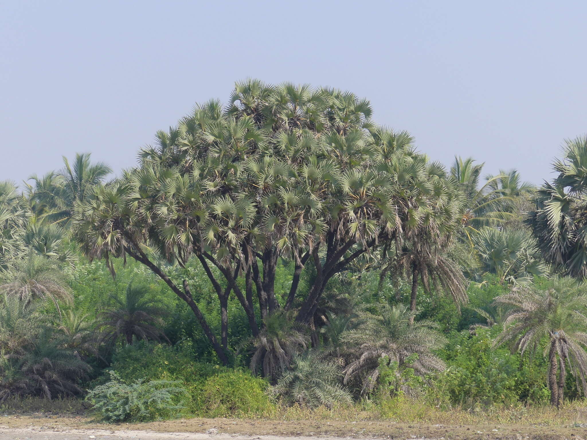 Image de Hyphaene dichotoma (J. White Dubl. ex Nimmo) Furtado