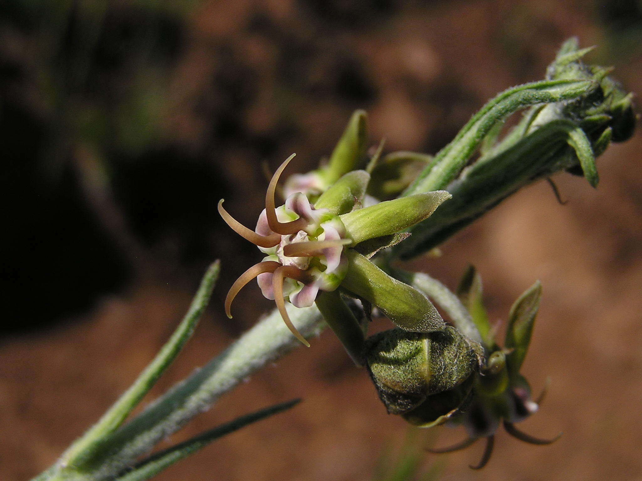 Image of Miraglossum pulchellum (Schltr.) F. K. Kupicha