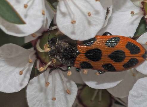 Image of Castiarina octomaculata (Saunders 1868)