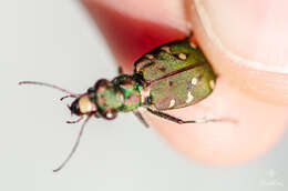 Image of Cicindela (Cicindela) maroccana pseudomaroccana Roeschke 1891