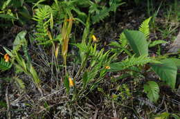 Image of Sobralia crocea (Poepp. & Endl.) Rchb. fil.