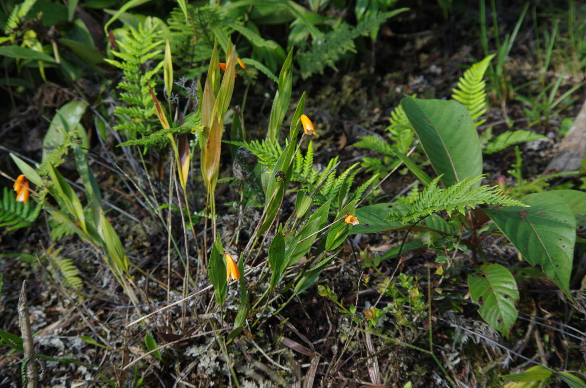 Image of Sobralia crocea (Poepp. & Endl.) Rchb. fil.