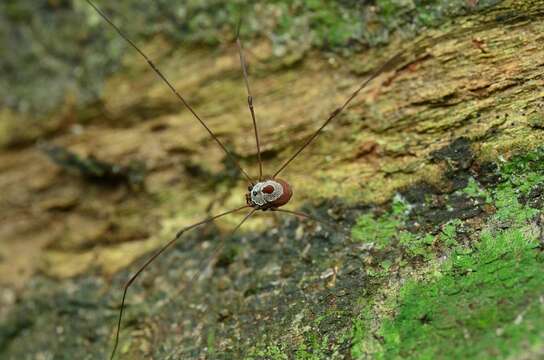 Image of <i>Marthana niveata</i>