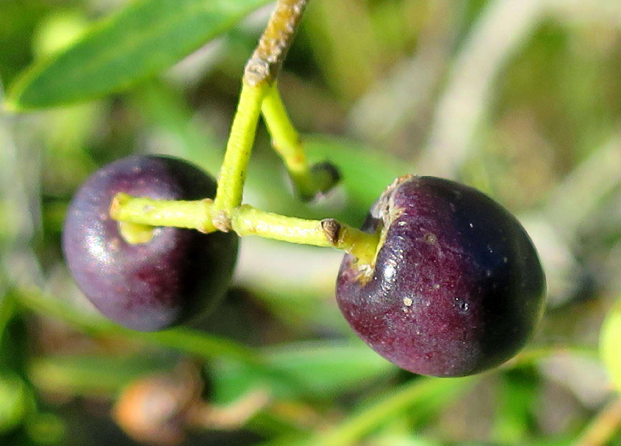 Plancia ëd Olea exasperata Jacq.