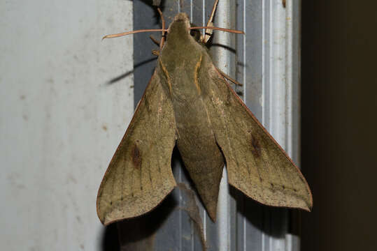 Image of Hippotion roseipennis (Butler 1882)