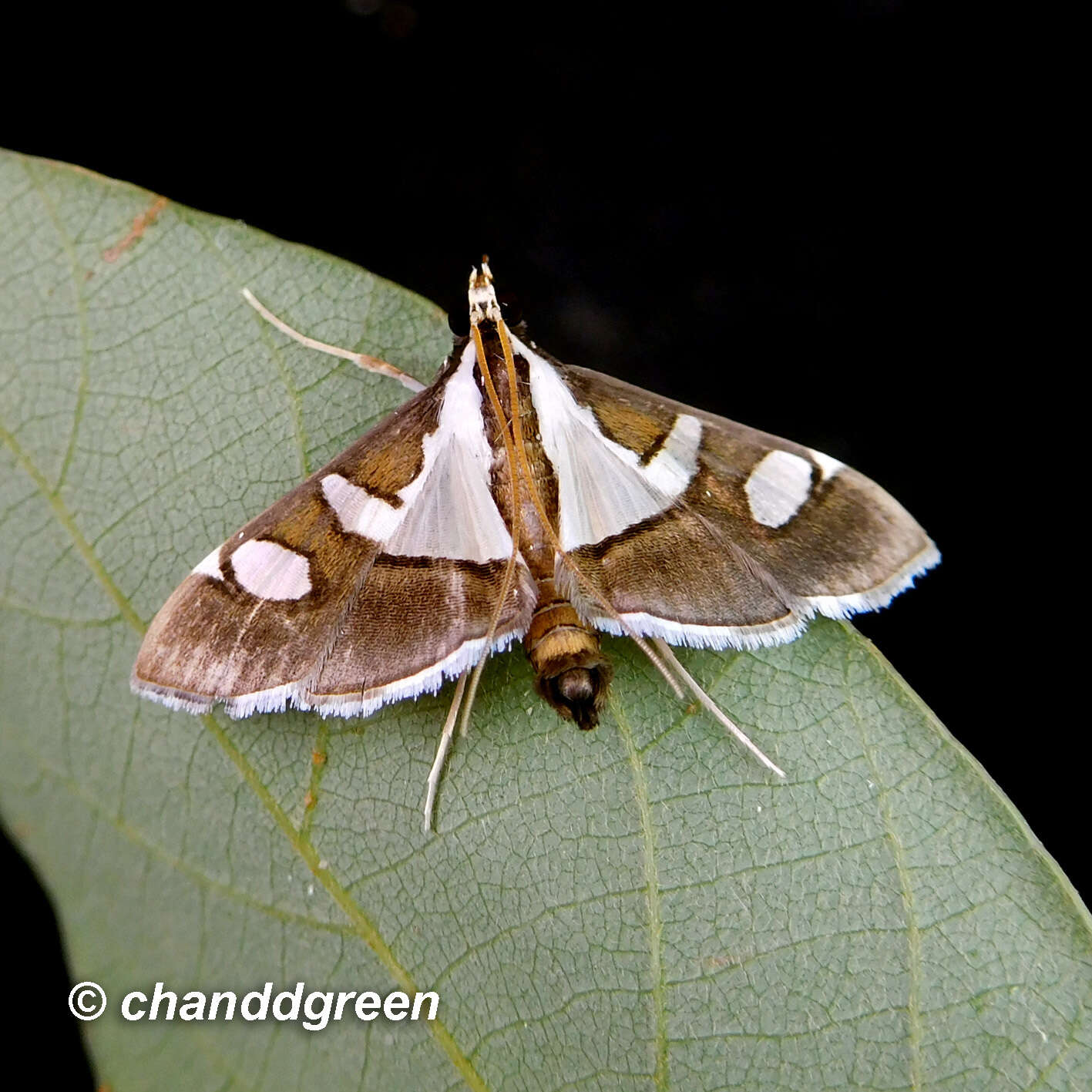 Image of Glyphodes bicolor Swainson (1821)