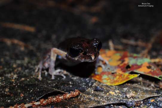 Image of Gracile Litter Frog