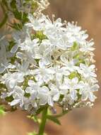 Image of Pseudoselago recurvifolia O. M. Hilliard