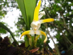 Image of Maxillaria ringens Rchb. fil.