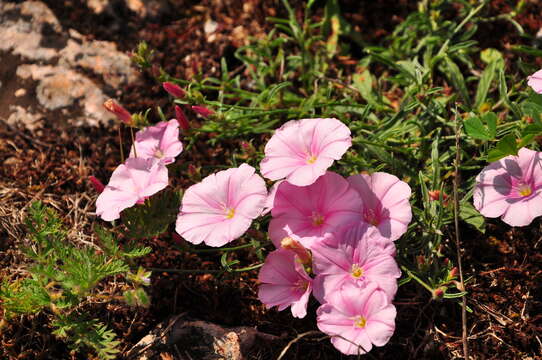 Convolvulus cantabrica L.的圖片