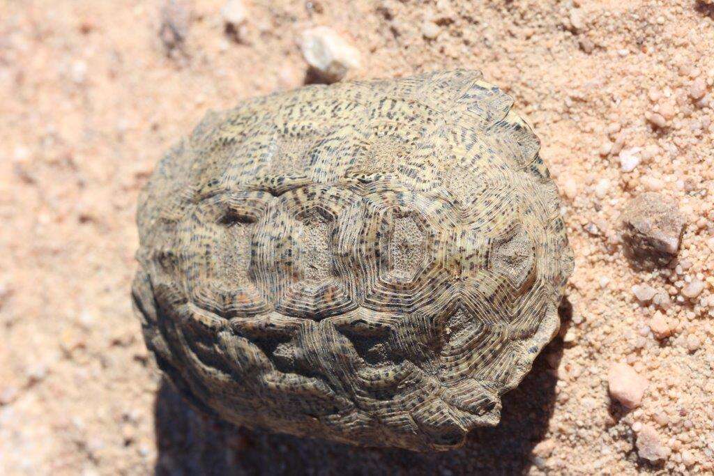 Image of Speckled tortoise