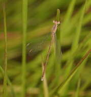 Image of Dusky Spreadwing