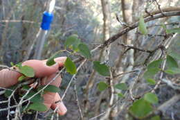 Image of Flueggea verrucosa (Thunb.) G. L. Webster