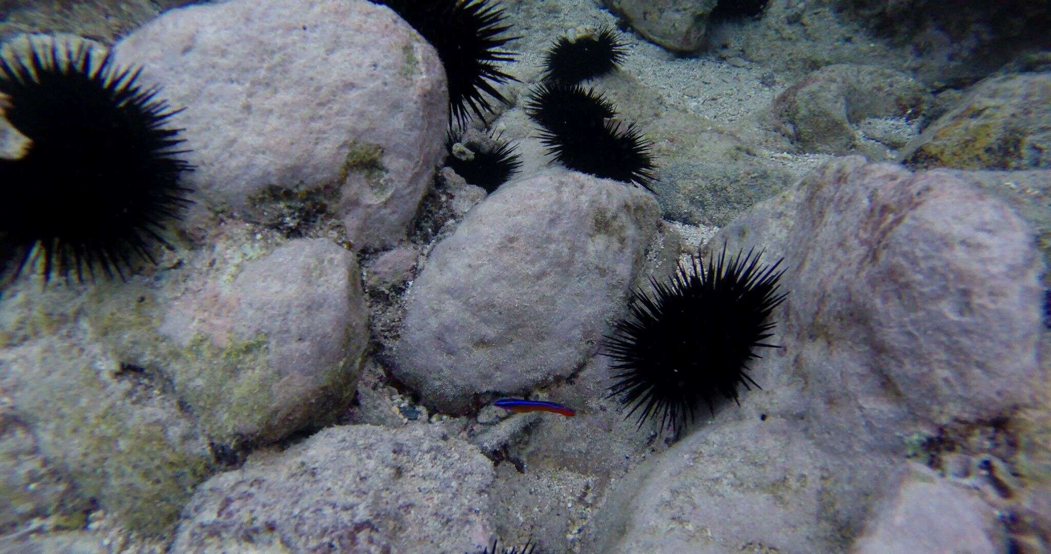 Plancia ëd Pseudochromis aldabraensis Bauchot-Boutin 1958