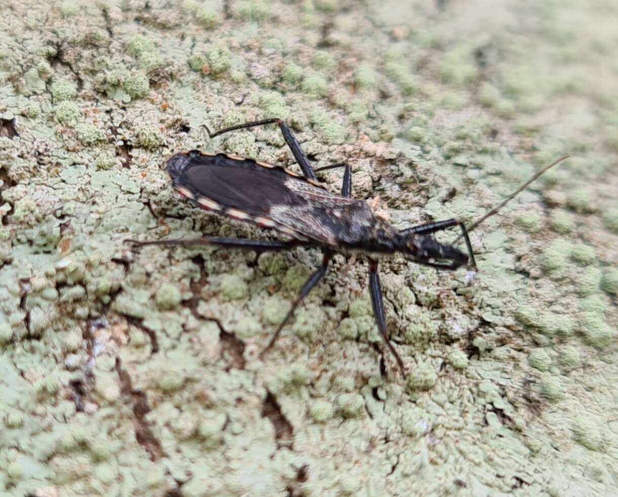 Image of Piestolestes obscurus (Bergroth 1895)