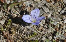 Veronica canescens T. Kirk resmi