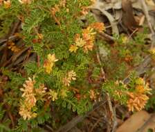 Image de Dodonaea humilis Endl.