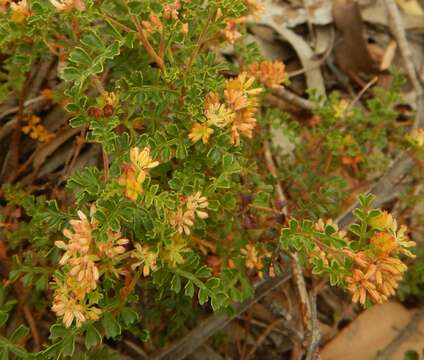 Image de Dodonaea humilis Endl.