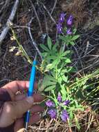 Image of broadleaf lupine