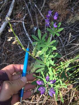 Image of broadleaf lupine