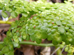 Pilea margarettae Britton的圖片