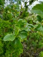 Image of Ribes punctatum Ruiz & Pav.