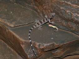 Image of Cave Prickly Gecko
