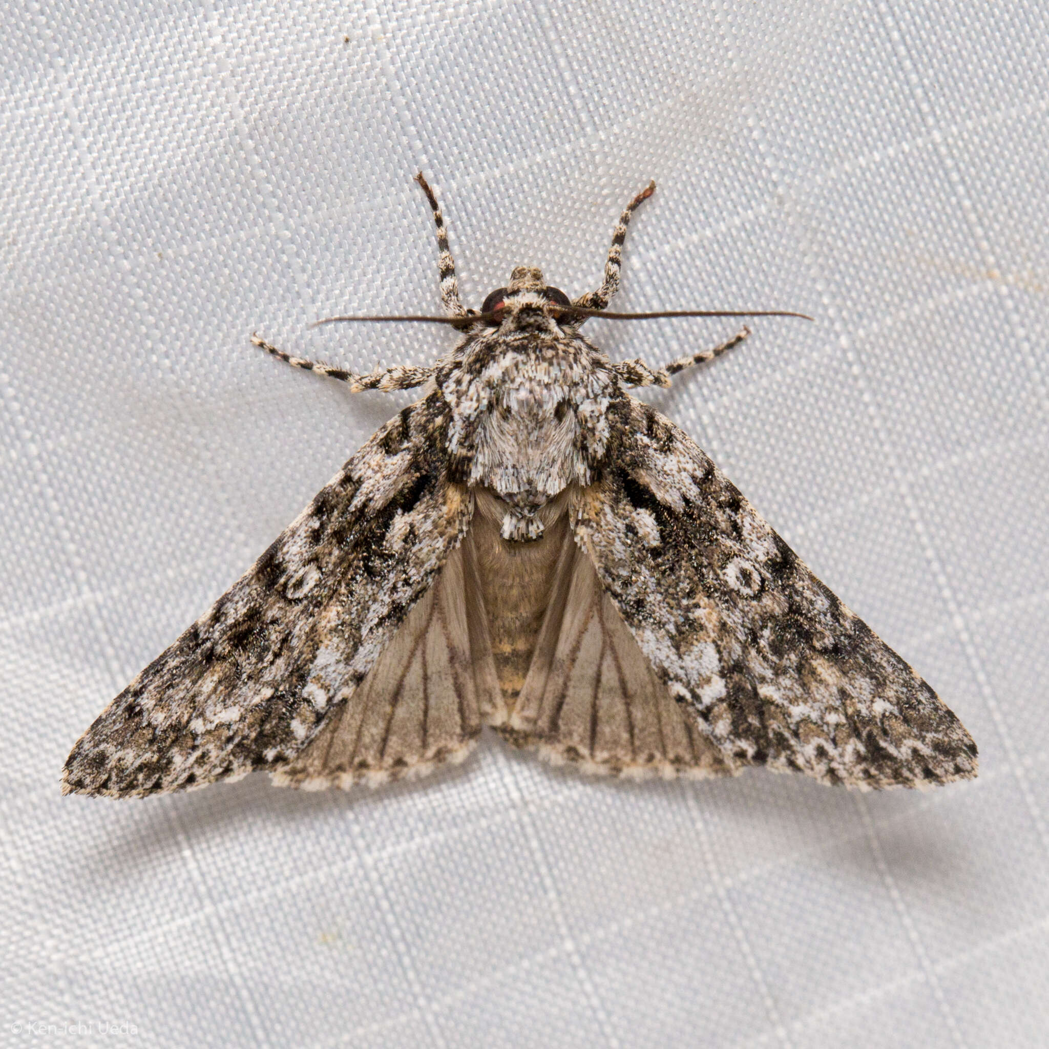 Image of Marble Dagger Moth