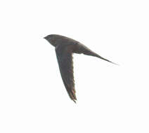 Image of Palm swift