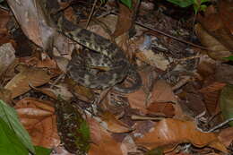 Image of Whitetail Lancehead