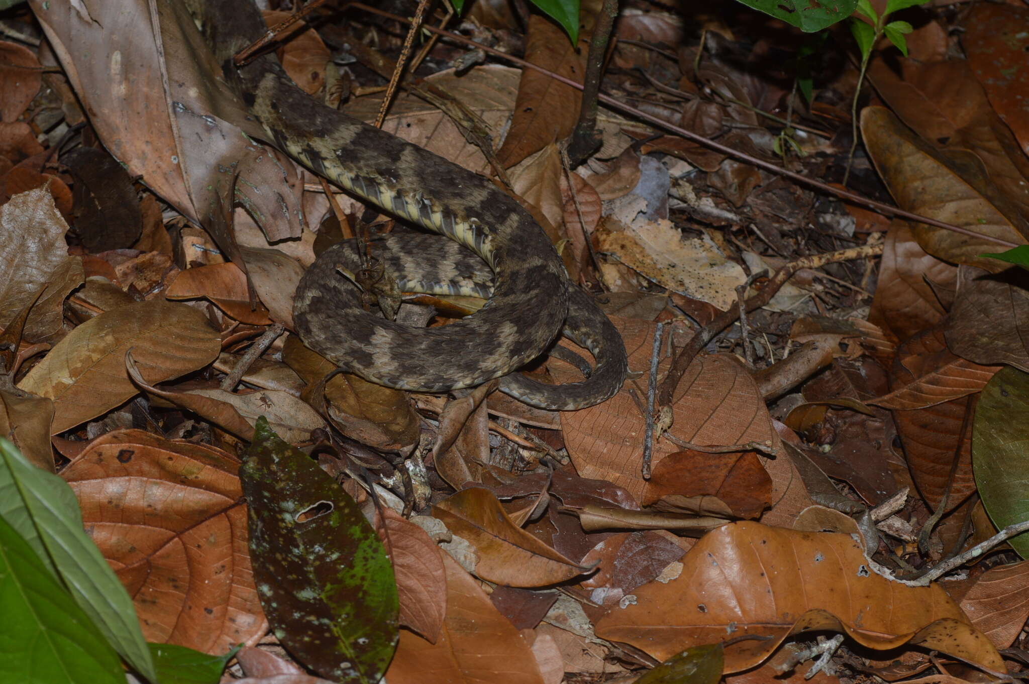 Imagem de Bothrops leucurus Wagler 1824