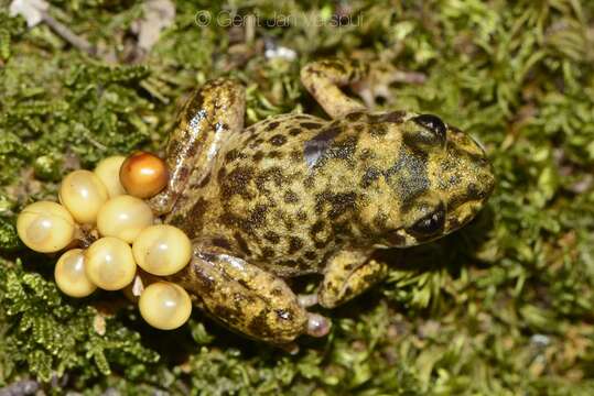 Image of Majorca Midwife Toad