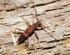 Image of Coptocercus rubripes (Boisduval 1835)