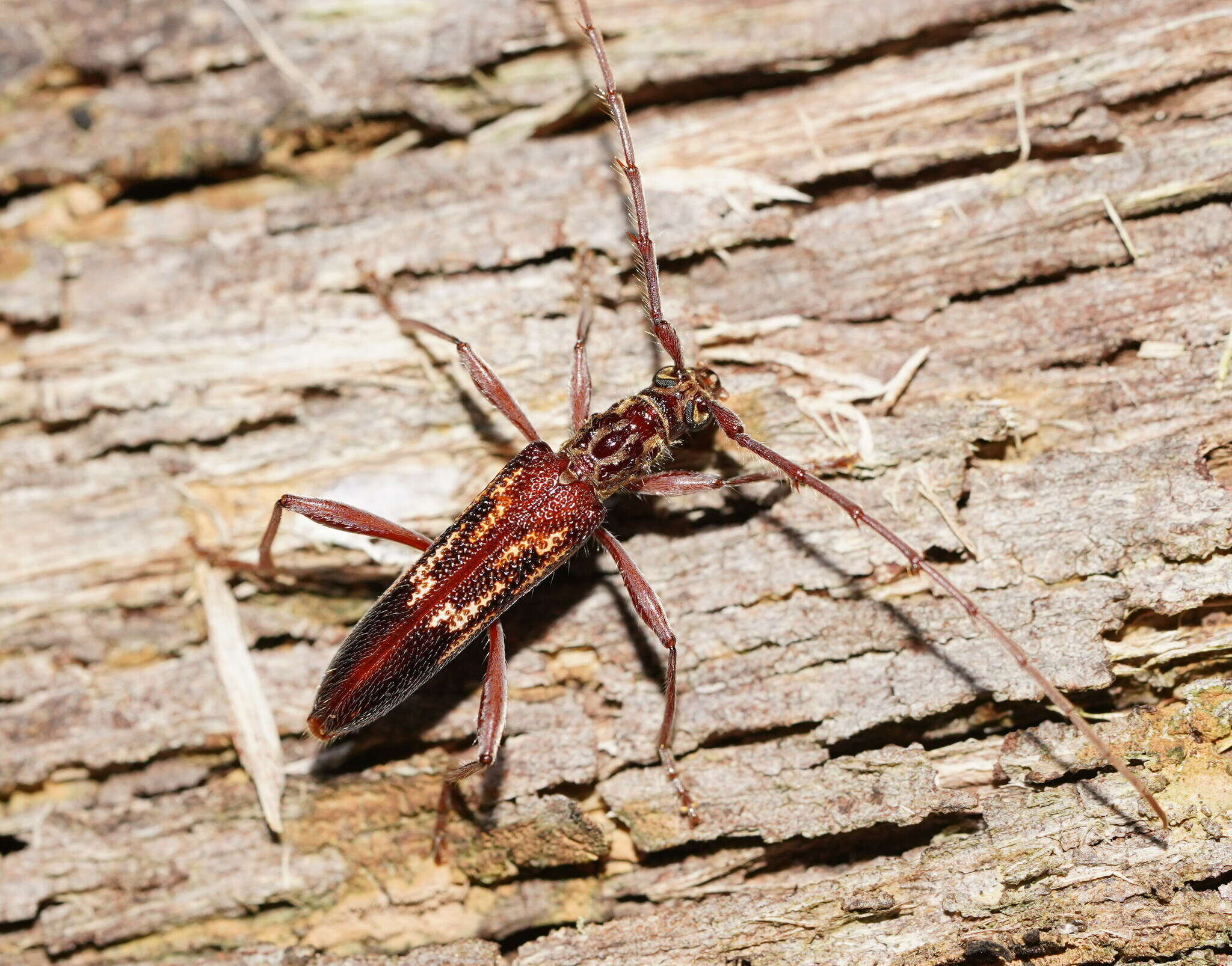 Image of Coptocercus rubripes (Boisduval 1835)