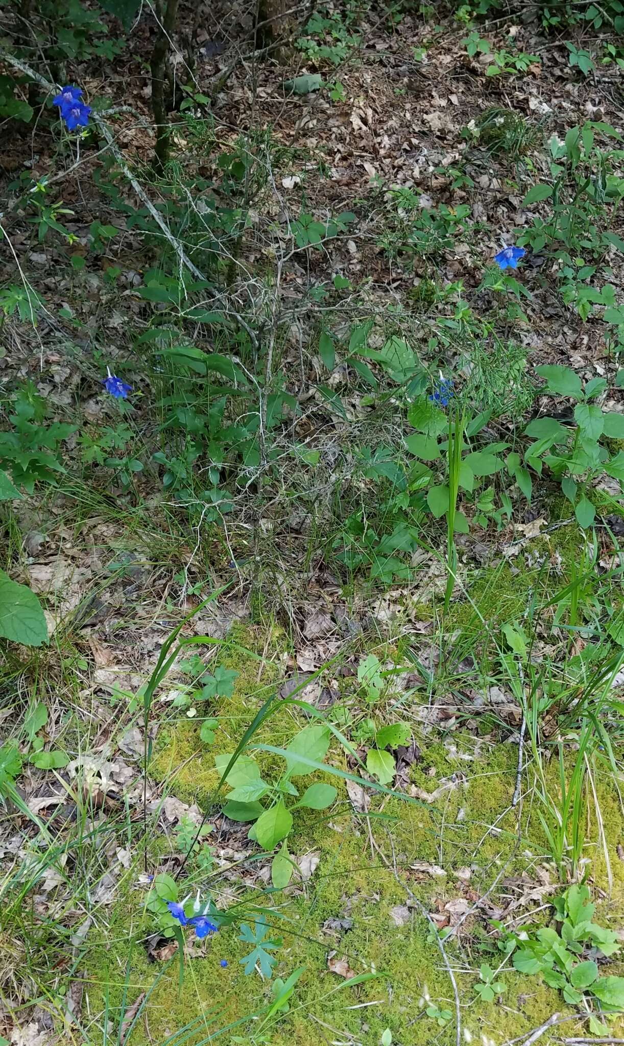 Plancia ëd Delphinium alabamicum R. Kral