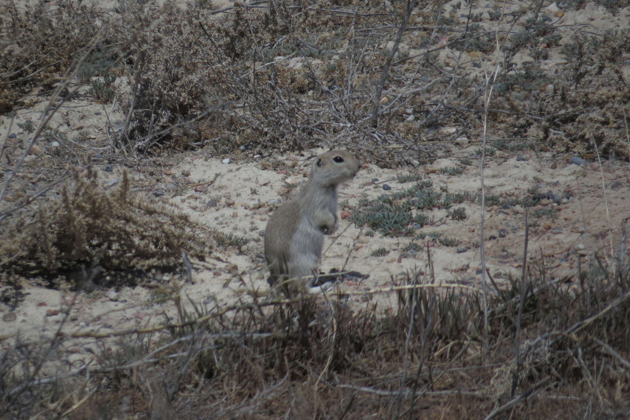 Image of Great Basin Ground Squirrel